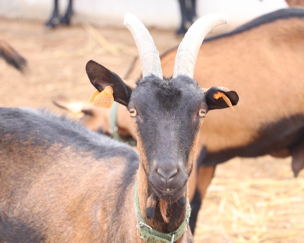 Déconnexion à la Ferme : Slow-Life, Soins Naturels et Douceurs de Chèvre