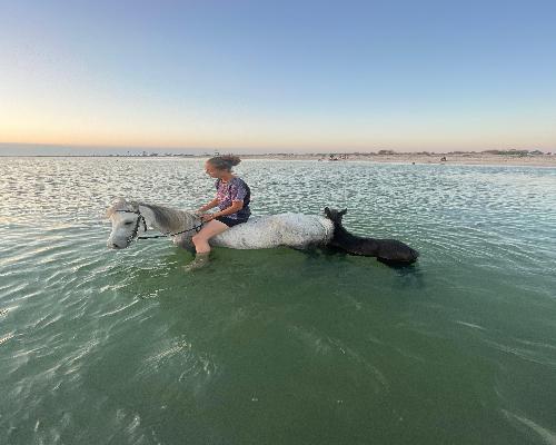 Équitation à Sidi Jmour : Cavale Sauvage face au Soleil Couchant à la Mer - photo 2