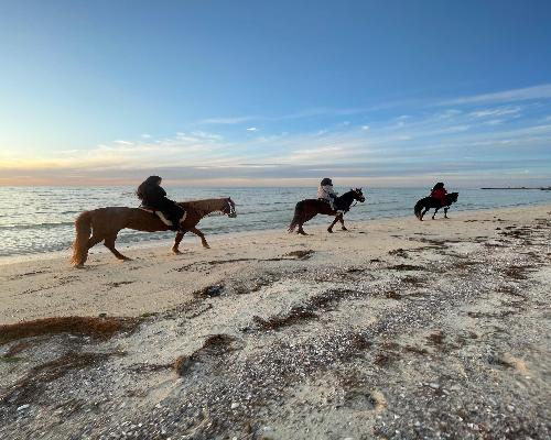 Équitation à Sidi Jmour : Cavale Sauvage face au Soleil Couchant à la Mer - photo 5