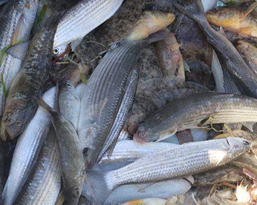 L'Âme du Pêcheur : Immersion dans les traditions maritimes de Djerba et petit-déjeuner authentique à bord - photo 4